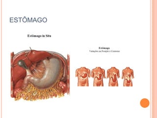 ESTÔMAGO
 