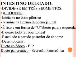 INTESTINO DELGADO:
-DIVIDE-SE EM TRÊS SEGMENTOS:
a)DUODENO:
-Inicia-se no óstio pilórico
-Termina na flexura duodeno jejunal
-É fixo e em forma de “U”aberto para a esquerda
-É quase todo retroperitoneal
-É acolado à parede posterior do abdome
-Desembocam :
Ducto colédoco - Bile
Ducto pancreático - Secreção Pancreática
 