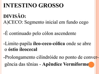 INTESTINO GROSSO
DIVISÃO:
A)CECO: Segmento inicial em fundo cego

-É continuado pelo cólon ascendente

-Limite-papila íleo-ceco-cólica onde se abre
 o óstio íleocecal
-Prolongamento cilindróide no ponto de conver-
 gência das tênias - Apêndice Vermiforme
 