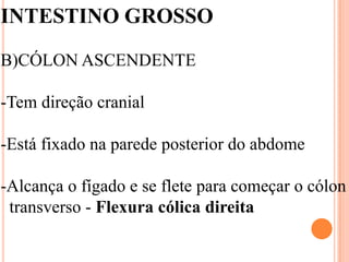 INTESTINO GROSSO

B)CÓLON ASCENDENTE

-Tem direção cranial

-Está fixado na parede posterior do abdome

-Alcança o fígado e se flete para começar o cólon
 transverso - Flexura cólica direita
 