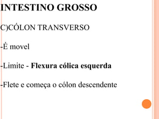 INTESTINO GROSSO

C)CÓLON TRANSVERSO

-É movel

-Limite - Flexura cólica esquerda

-Flete e começa o cólon descendente
 
