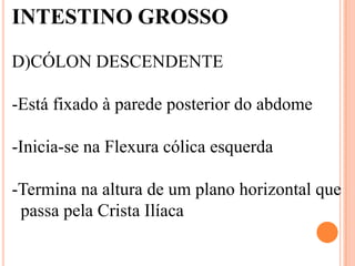 INTESTINO GROSSO

D)CÓLON DESCENDENTE

-Está fixado à parede posterior do abdome

-Inicia-se na Flexura cólica esquerda

-Termina na altura de um plano horizontal que
 passa pela Crista Ilíaca
 