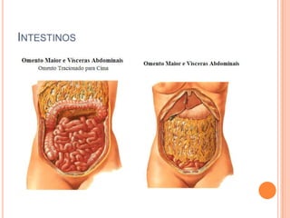 INTESTINOS
 