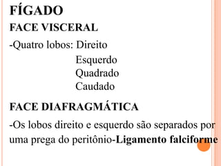 FÍGADO
FACE VISCERAL
-Quatro lobos: Direito
               Esquerdo
               Quadrado
               Caudado
FACE DIAFRAGMÁTICA
-Os lobos direito e esquerdo são separados por
uma prega do peritônio-Ligamento falciforme
 