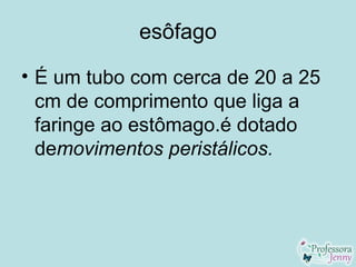 esôfago

• É um tubo com cerca de 20 a 25
  cm de comprimento que liga a
  faringe ao estômago.é dotado
  demovimentos peristálicos.
 