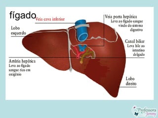 fígado
 