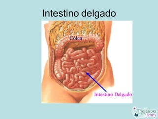 Intestino delgado
 