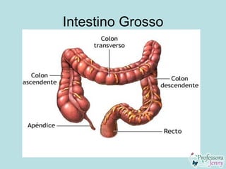 Intestino Grosso
 