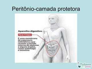 Peritônio-camada protetora
 