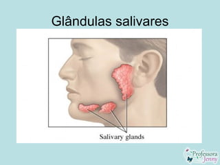 Glândulas salivares
 