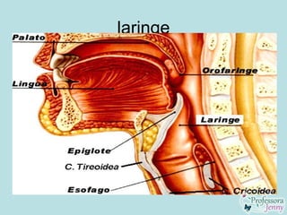 laringe
 
