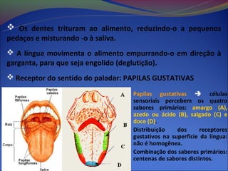  Os dentes trituram ao alimento, reduzindo-o a pequenos
pedaços e misturando -o à saliva.
 A língua movimenta o alimento empurrando-o em direção à
garganta, para que seja engolido (deglutição).
 Receptor do sentido do paladar: PAPILAS GUSTATIVAS

                                    Papilas gustativas  células
                                    sensoriais percebem os quatro
                                    sabores primários: amargo (A),
                                    azedo ou ácido (B), salgado (C) e
                                    doce (D).
                                    Distribuição    dos      receptores
                                    gustativos na superfície da língua:
                                    não é homogênea.
                                    Combinação dos sabores primários:
                                    centenas de sabores distintos.
 