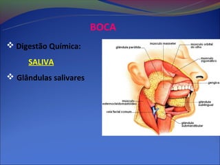 BOCA
 Digestão Química:
     SALIVA
 Glândulas salivares
 