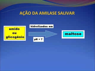 AÇÃO DA AMILASE SALIVAR
 