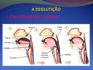 A DEGLUTIÇÃO
 ETAPA VOLUNTÁRIA E FARÍNGEA
 