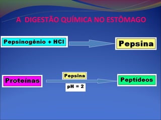 A DIGESTÃO QUÍMICA NO ESTÔMAGO
 