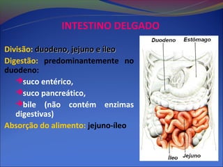 INTESTINO DELGADO

Divisão: duodeno, jejuno e íleo
Digestão: predominantemente no
duodeno:
   suco entérico,
   suco pancreático,
   bile (não contém enzimas
   digestivas)
Absorção do alimento: jejuno-íleo
 