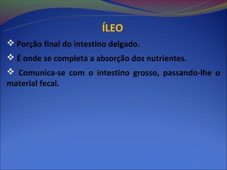 ÍLEO
 Porção final do intestino delgado.
 É onde se completa a absorção dos nutrientes.
 Comunica-se com o intestino grosso, passando-lhe o
material fecal.
 