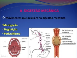 A DIGESTÃO MECÂNICA
 Movimentos que auxiliam na digestão mecânica

•Mastigação
• Deglutição
• Peristaltismo
 