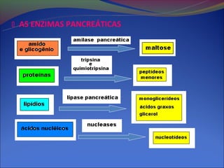  AS ENZIMAS PANCREÁTICAS
 