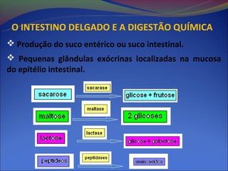 O INTESTINO DELGADO E A DIGESTÃO QUÍMICA
 Produção do suco entérico ou suco intestinal.
 Pequenas glândulas exócrinas localizadas na mucosa
do epitélio intestinal.
 