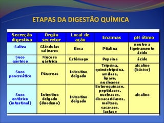 ETAPAS DA DIGESTÃO QUÍMICA
 