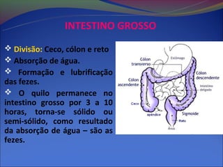 INTESTINO GROSSO
 Divisão: Ceco, cólon e reto
 Absorção de água.
 Formação e lubrificação
das fezes.
 O quilo permanece no
intestino grosso por 3 a 10
horas, torna-se sólido ou
semi-sólido, como resultado
da absorção de água – são as
fezes.
 