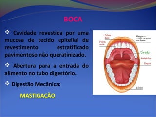 BOCA
 Cavidade revestida por uma
mucosa de tecido epitelial de
revestimento      estratificado
pavimentoso não queratinizado.
 Abertura para a entrada do
alimento no tubo digestório.
 Digestão Mecânica:
     MASTIGAÇÃO
 
