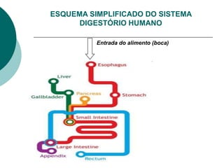 ESQUEMA SIMPLIFICADO DO SISTEMA
      DIGESTÓRIO HUMANO

          Entrada do alimento (boca)
 