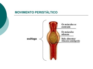 MOVIMENTO PERISTÁLTICO




      esôfago
 