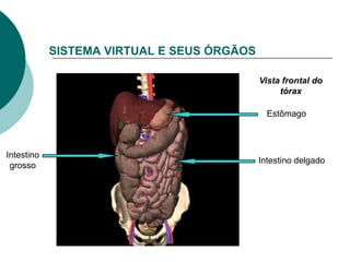 SISTEMA VIRTUAL E SEUS ÓRGÃOS

                                            Vista frontal do
                                                 tórax

                                              Estômago



Intestino
                                            Intestino delgado
 grosso
 