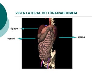 VISTA LATERAL DO TÓRAX/ABDOMEM



  fígado


                                          dorso
ventre
 
