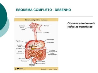 ESQUEMA COMPLETO - DESENHO



                        Observe atentamente
                        todas as estruturas
 