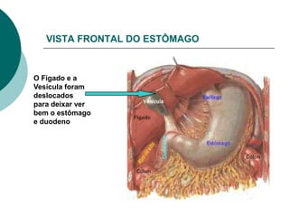 VISTA FRONTAL DO ESTÔMAGO


O Fígado e a
Vesícula foram
deslocados
para deixar ver
bem o estômago
e duodeno
 