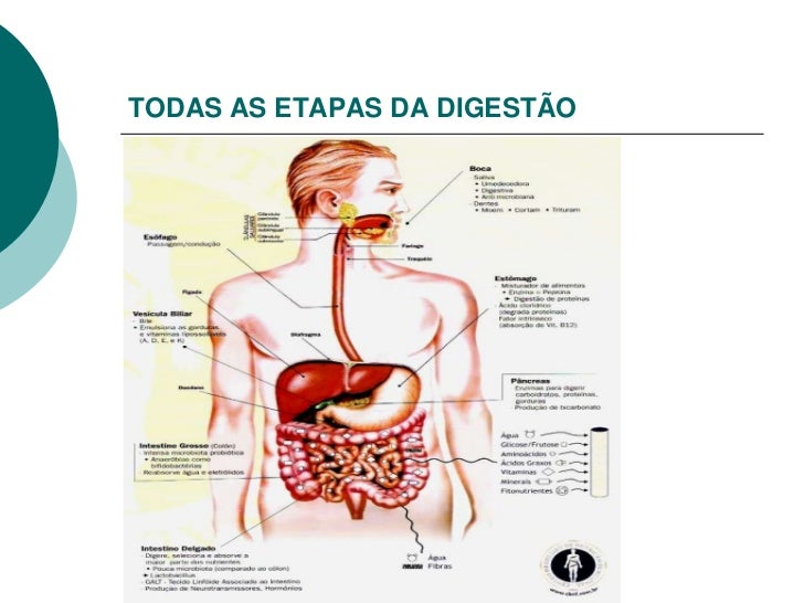órgão Que Elimina Os Restos Da Digestão