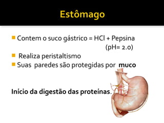  Contem o suco gástrico = HCl + Pepsina
                              (pH= 2.0)
 Realiza peristaltismo
 Suas paredes são protegidas por muco



Início da digestão das proteínas.
 