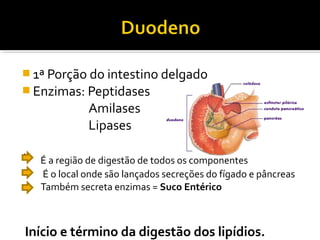 1ª Porção do intestino delgado
 Enzimas: Peptidases
              Amilases
              Lipases

´   É a região de digestão de todos os componentes
    É o local onde são lançados secreções do fígado e pâncreas
    Também secreta enzimas = Suco Entérico



Início e término da digestão dos lipídios.
 