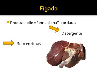  Produz a bile = “emulsiona”   gorduras

                                Detergente

     Sem enzimas
 