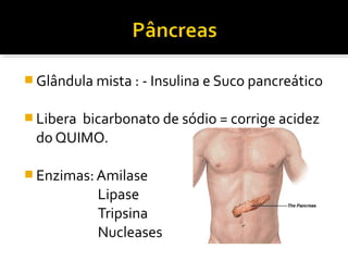  Glândula mista : - Insulina e Suco pancreático


 Libera
       bicarbonato de sódio = corrige acidez
 do QUIMO.

 Enzimas: Amilase
           Lipase
           Tripsina
           Nucleases
 