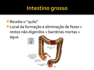  Recebe o “quilo”
 Local da formação e eliminação de fezes =
 restos não digeridos + bactérias mortas +
 água.
 
