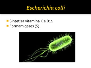  Sintetiza vitamina K e B12
 Formam gases (S)
 