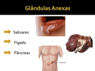 Salivares

Fígado

Pâncreas
 