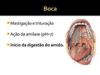  Mastigação e trituração


 Ação da amilase (pH=7)


 Início da digestão do amido.
 