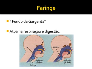  “ Fundo da Garganta”


 Atua na respiração e digestão.
 