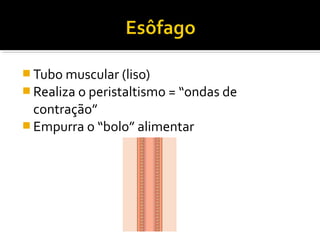  Tubo muscular (liso)
 Realiza o peristaltismo = “ondas de
  contração”
 Empurra o “bolo” alimentar
 