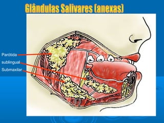 Parótida
sublingual
Submaxilar
 