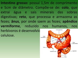 Intestino grosso: possui 1,5m de comprimento
e 5cm de diâmetro. Compõe-se de: colo, que
extrai água e sais minerais das sobras
digestivas; reto, que processa e armazena as
fezes; ânus, por onde saem as fezes; apêndice
vermiforme, reduzido nos humanos, nos
herbívoros é desenvolvido e digere a
celulose.
 
