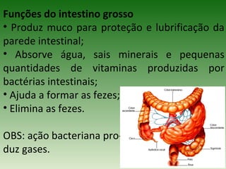 Funções do intestino grosso
• Produz muco para proteção e lubrificação da
parede intestinal;
• Absorve água, sais minerais e pequenas
quantidades de vitaminas produzidas por
bactérias intestinais;
• Ajuda a formar as fezes;
• Elimina as fezes.
OBS: ação bacteriana pro-
duz gases.
 