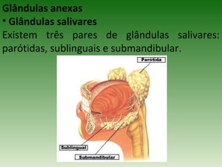 Glândulas anexas
• Glândulas salivares
Existem três pares de glândulas salivares:
parótidas, sublinguais e submandibular.
 
