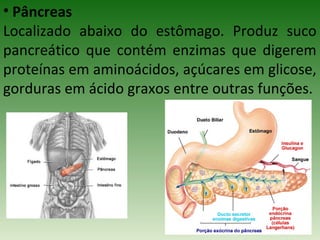 • Pâncreas
Localizado abaixo do estômago. Produz suco
pancreático que contém enzimas que digerem
proteínas em aminoácidos, açúcares em glicose,
gorduras em ácido graxos entre outras funções.
 